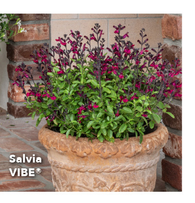 Salvia VIBE 