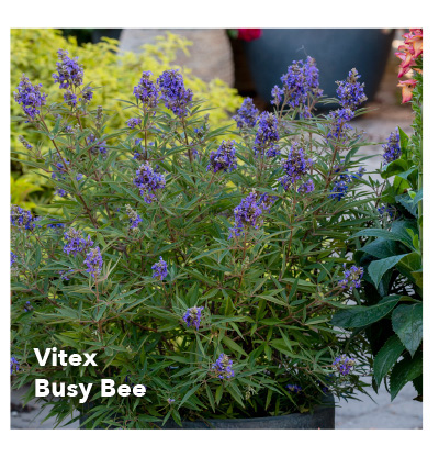 Vitex Busy Bee