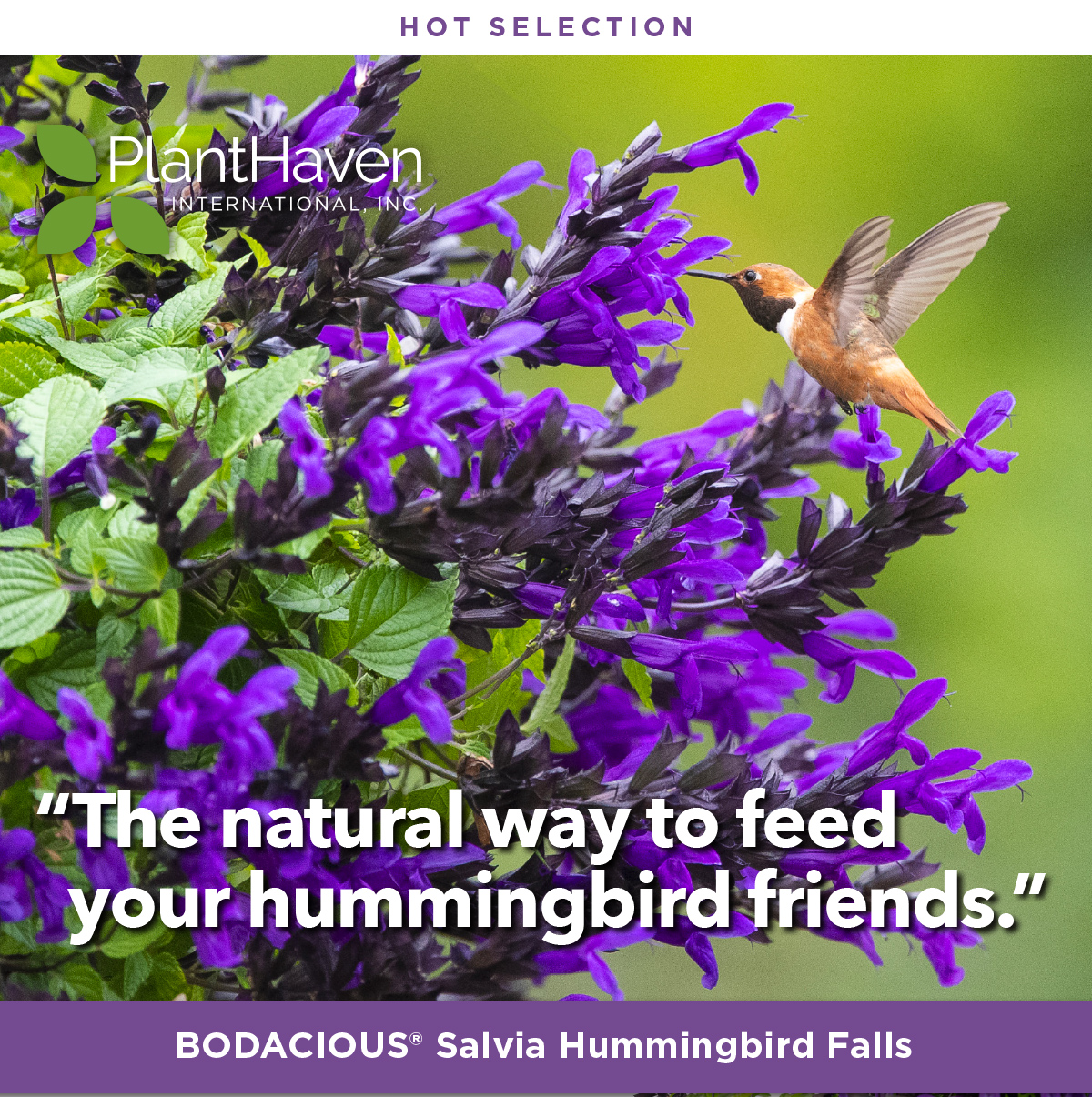 BODACIOUS® Salvia Hummingbird Falls