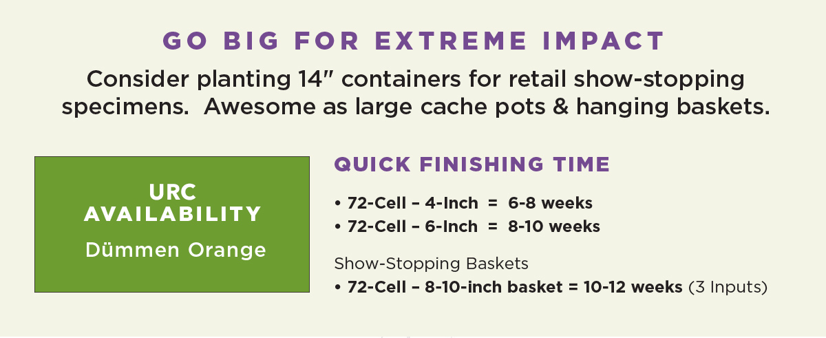 LINER AVAILABILITY: Dümmen Orange