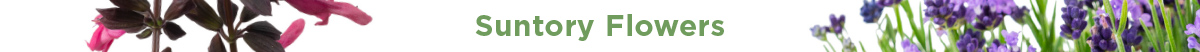 Suntory Flowers