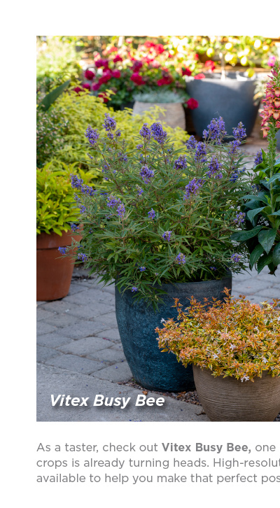 Vitex Busy Bee 