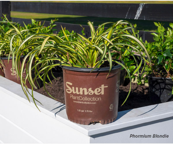 Sunset Plant Collection