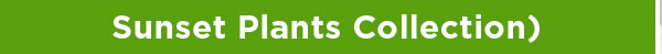 Sunset Plants Collection