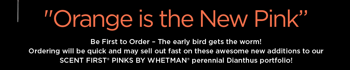 SCENT FIRST Portfolio