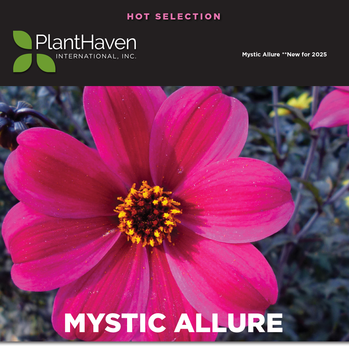 Dahlia Mystic Allure - NEW!