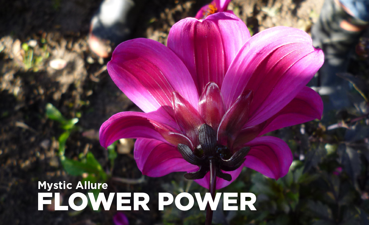 Mystic Allure flower power