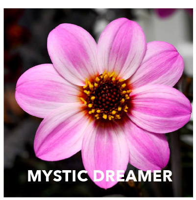 Mystic Dreamer