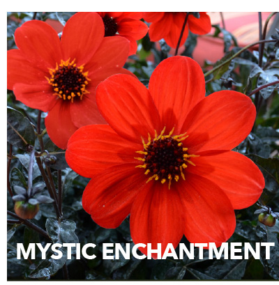 Mystic Enchantment