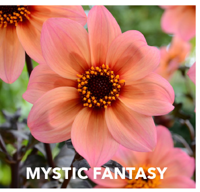 Dahlia Mystic Fantasy