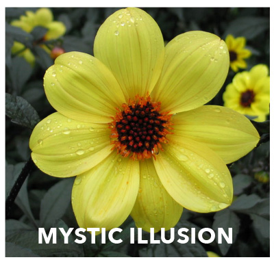 Dahlia Mystic Illusion