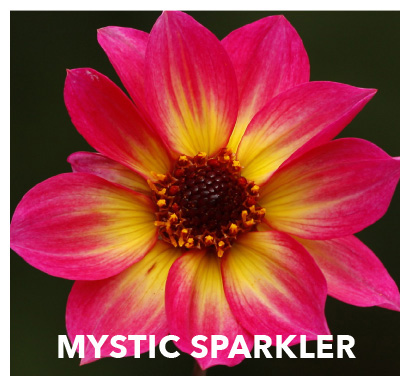 Dahlia Mystic Sparkler