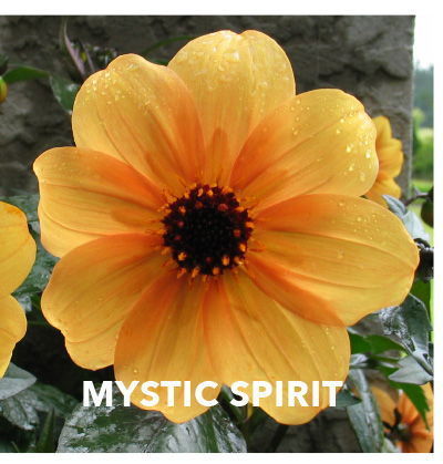 Dahlia Mystic Spirit