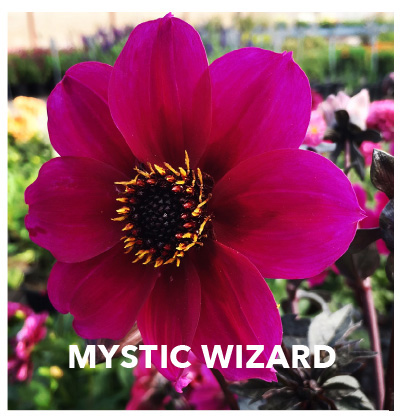 Dahlia Mystic Wizard