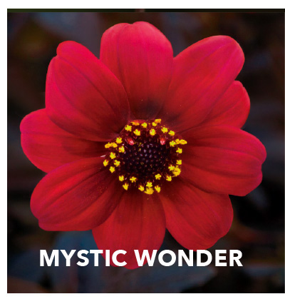 Dahlia Mystic Wonder