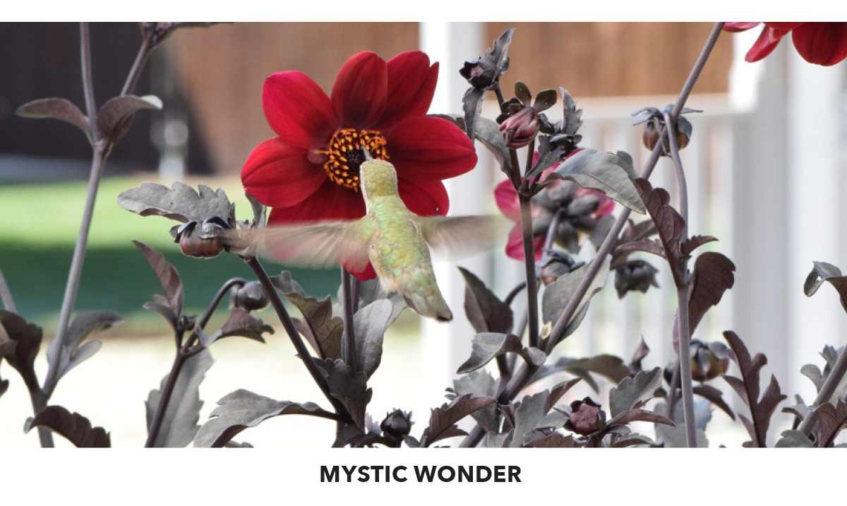 Mystic Wonder hummingbird