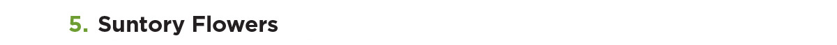 Suntory Flowers