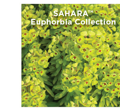 SAHARA™ Euphorbia Collection