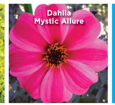 Dahlia Mystic Allure