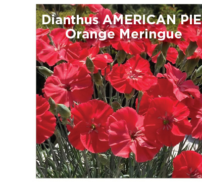 Dianthus AMERICAN PIE® Orange Meringue