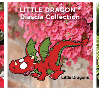 LITTLE DRAGON™ – Diascia Collection