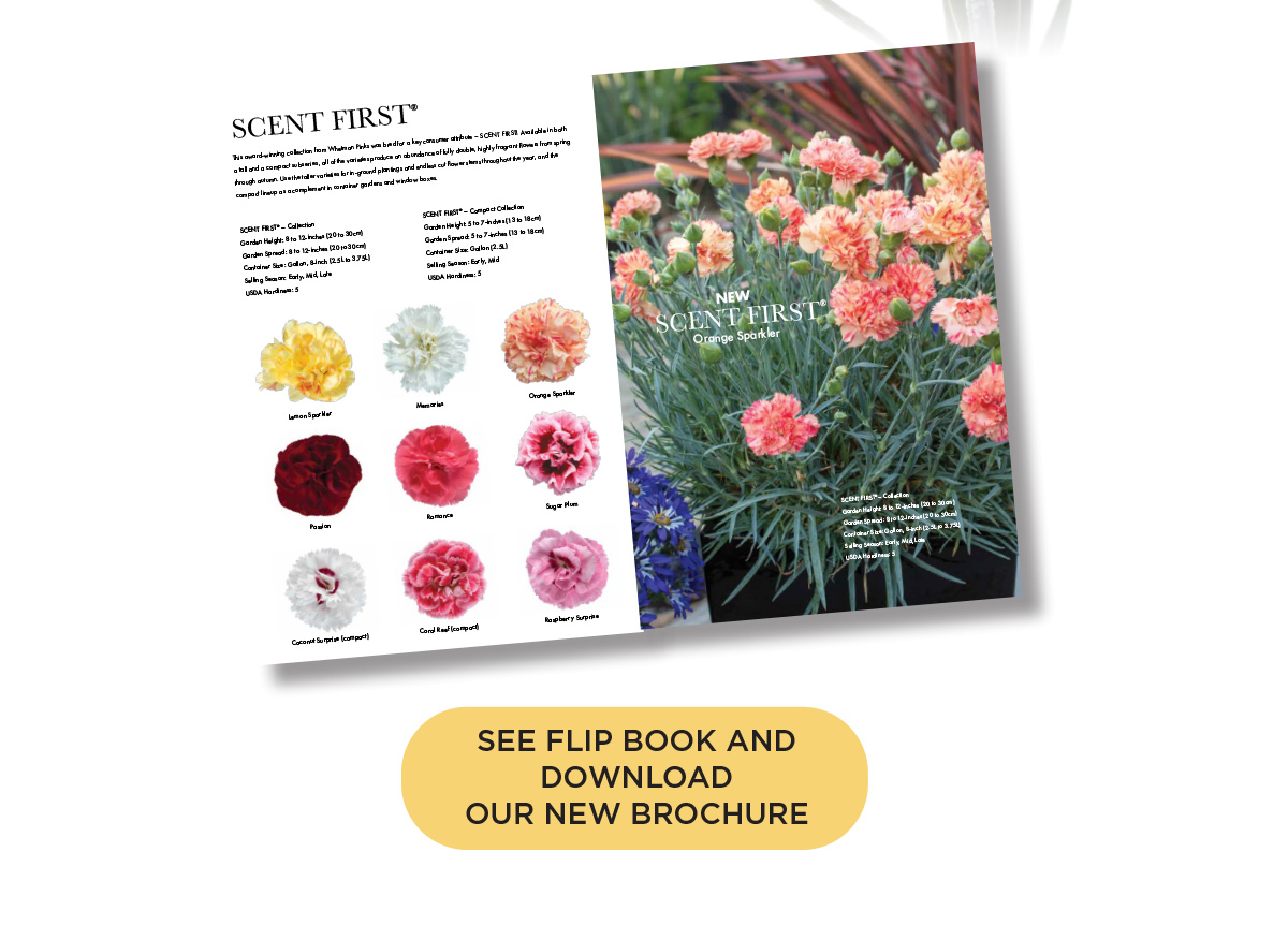 View or Download the new Dianthus Catalog