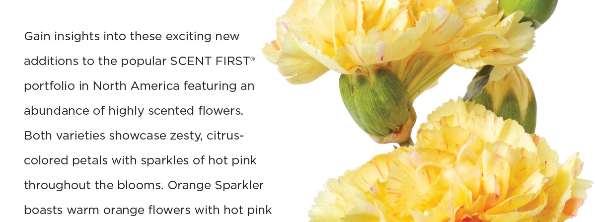 Dianthus SCENT FIRST Orange Sparkler