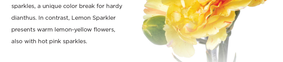 Dianthus SCENT FIRST Lemon Sparkler