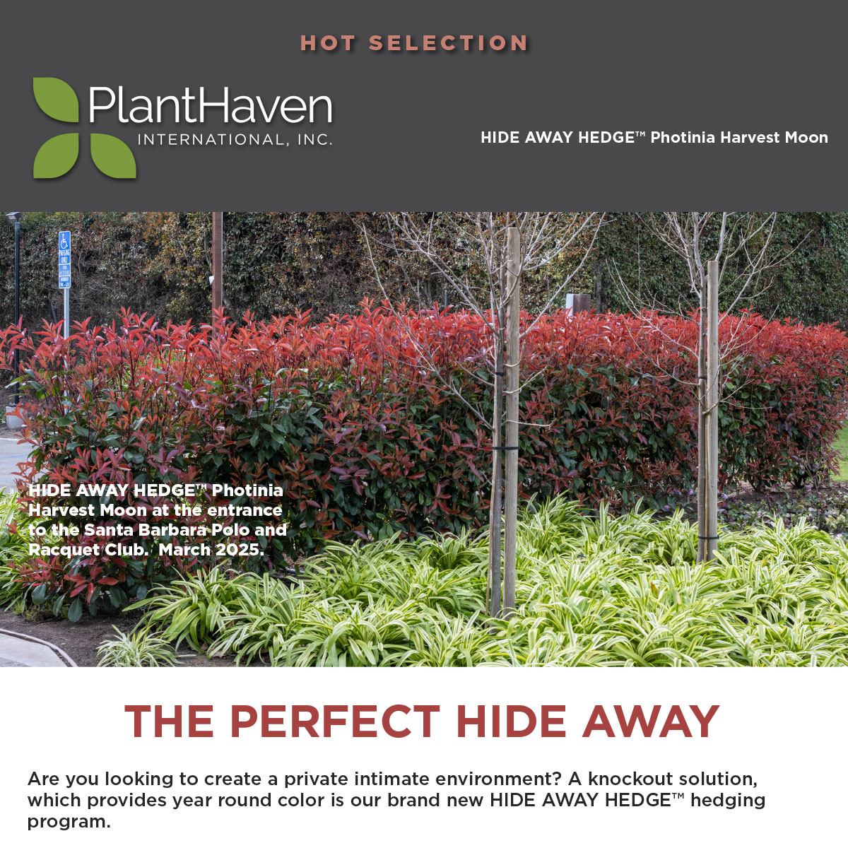 HIDE AWAY HEDGE™ Photinia Harvest Moon