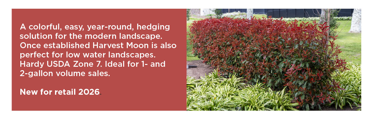 HIDE AWAY HEDGE™ Photinia Harvest Moon
