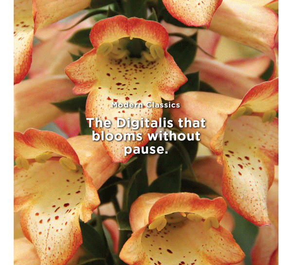 Digitals Illumination