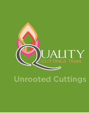 Quality Cuttings