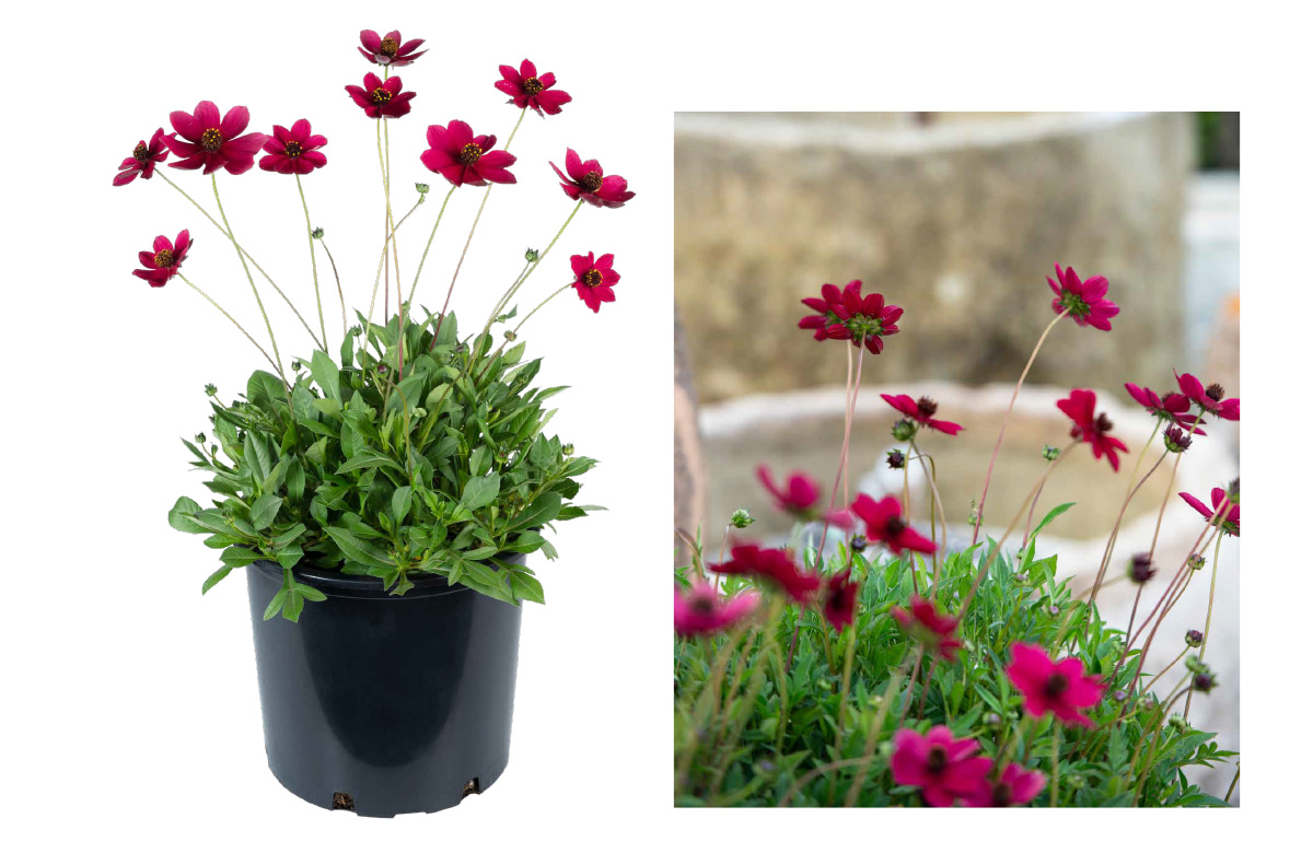 Cosmos in patio pots