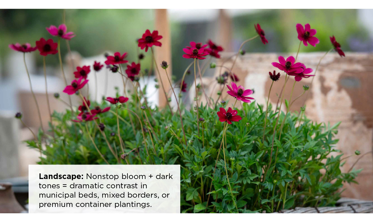 Cosmos Cherry Chocolate