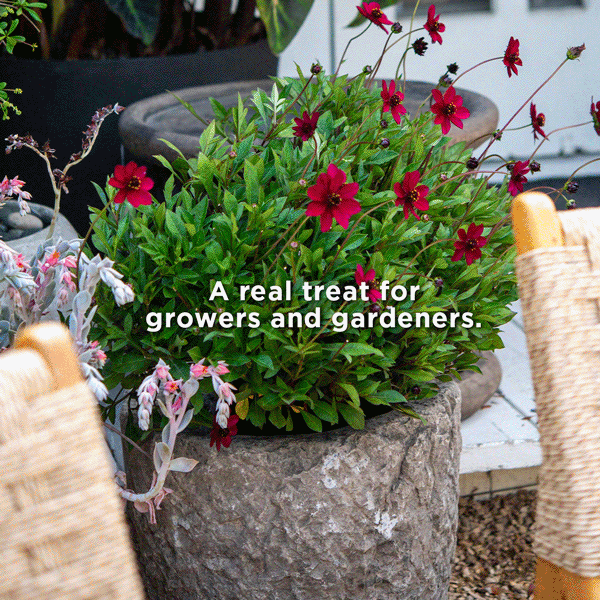 Cosmos Cherry Chocolate