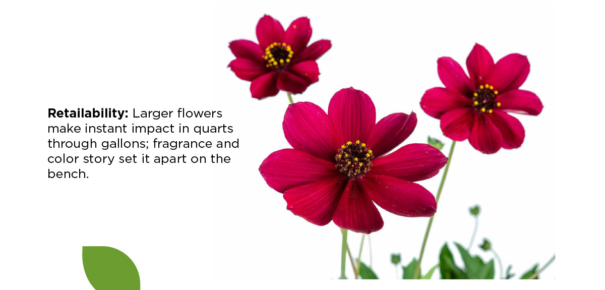 Cosmos Cherry Chocolate