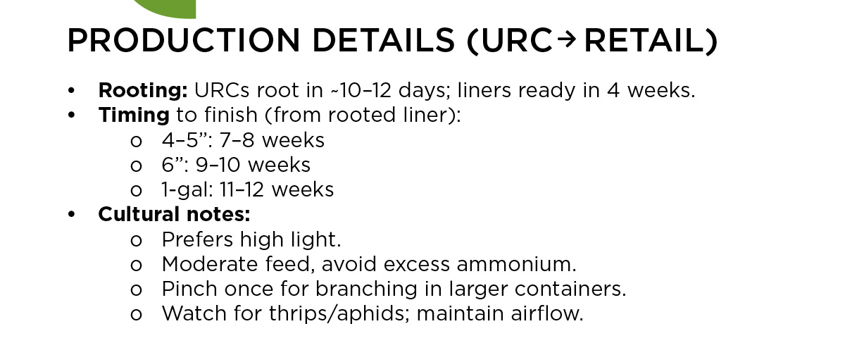 Cosmos Cherry Chocolate