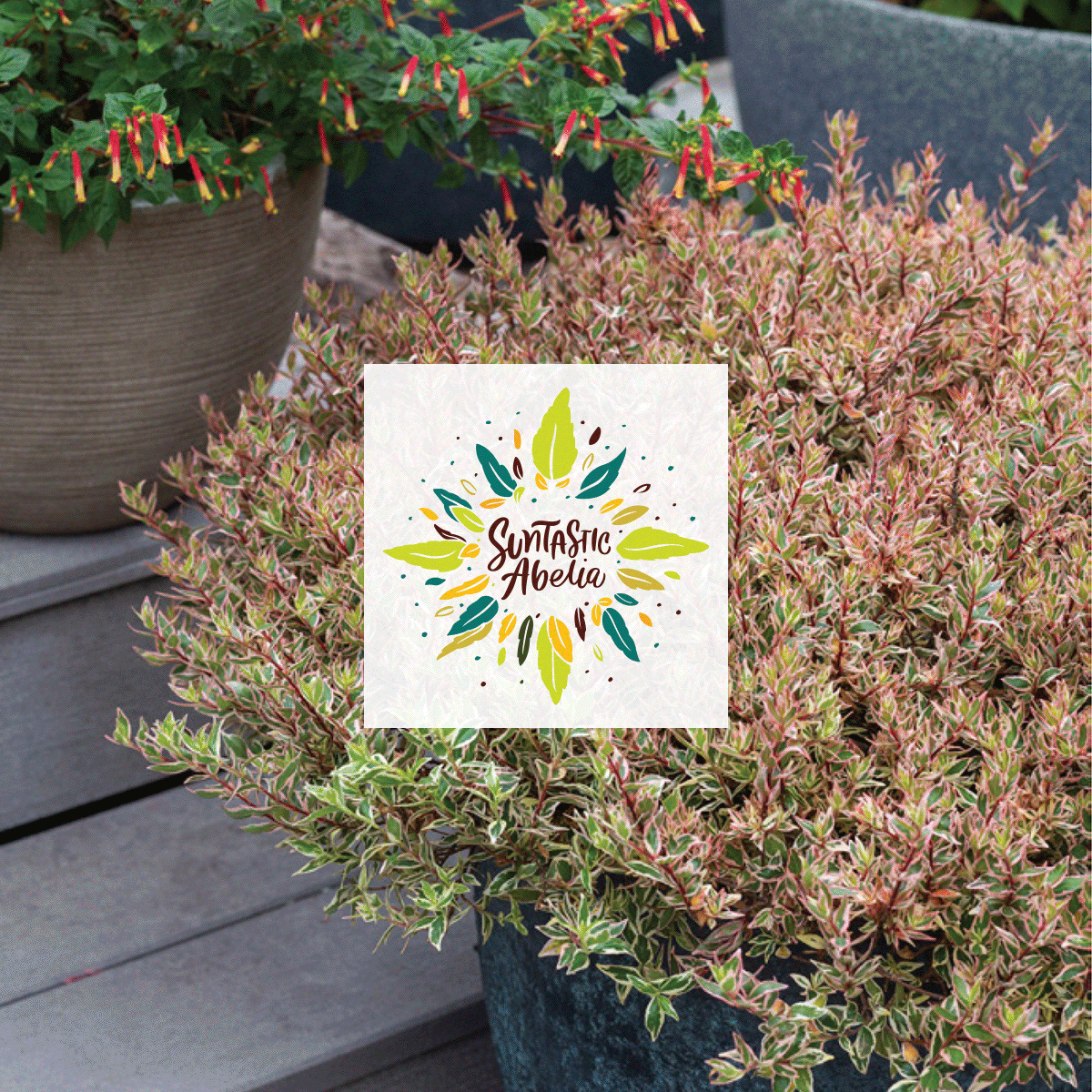 Abelia SUNTASTIC