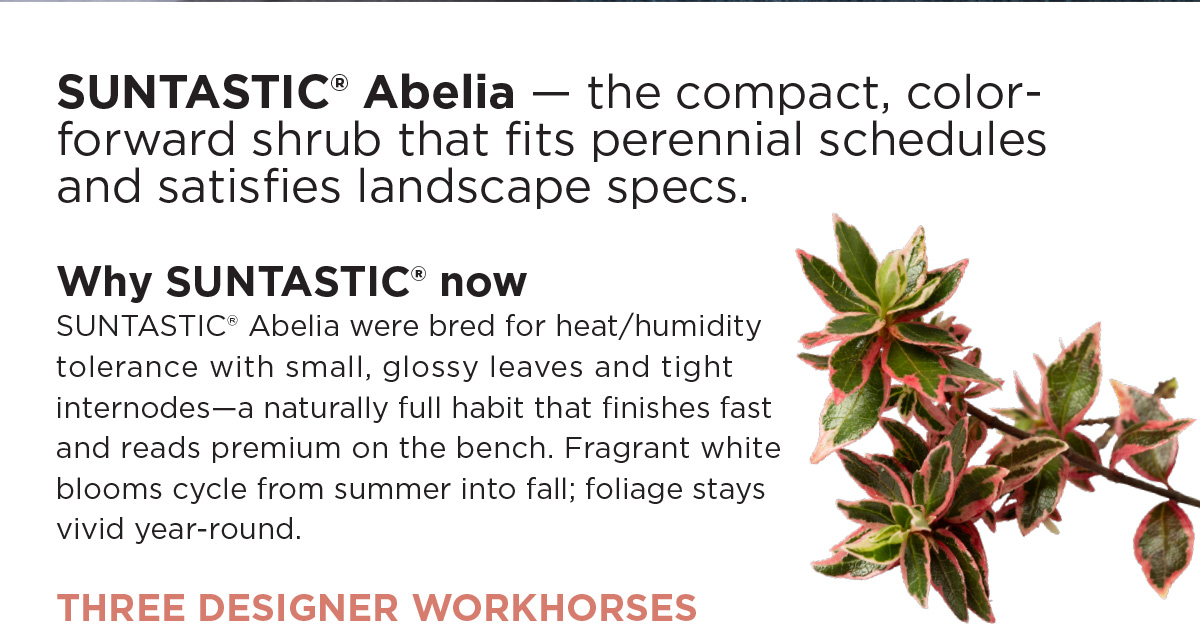 Abelia SUNTASTIC