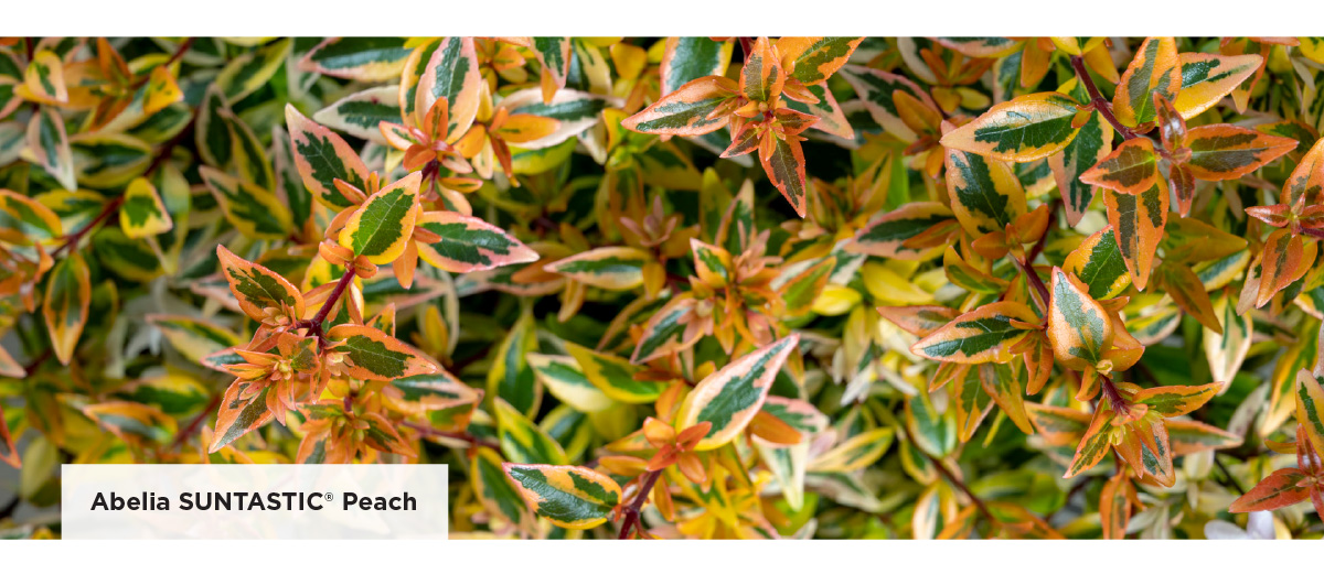 Abelia SUNTASTIC Pink