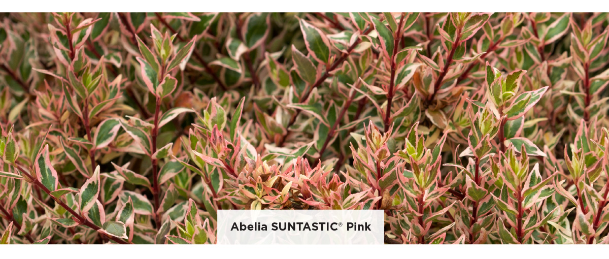 Abelia SUNTASTIC Peach