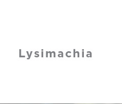 Lysimachia