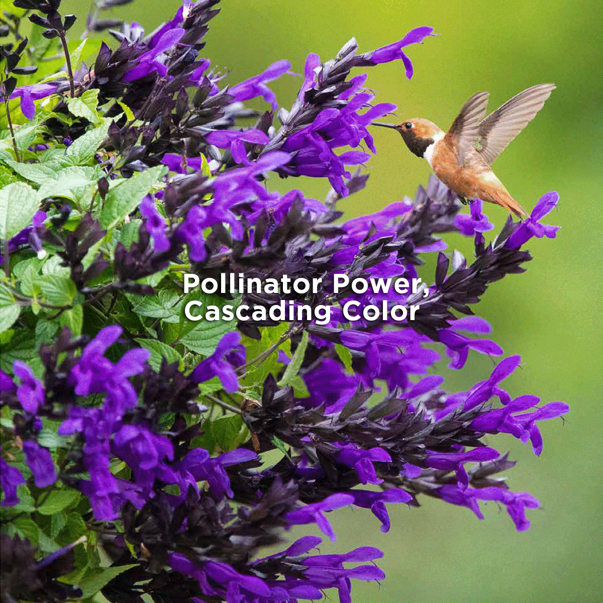 Pollinator Power