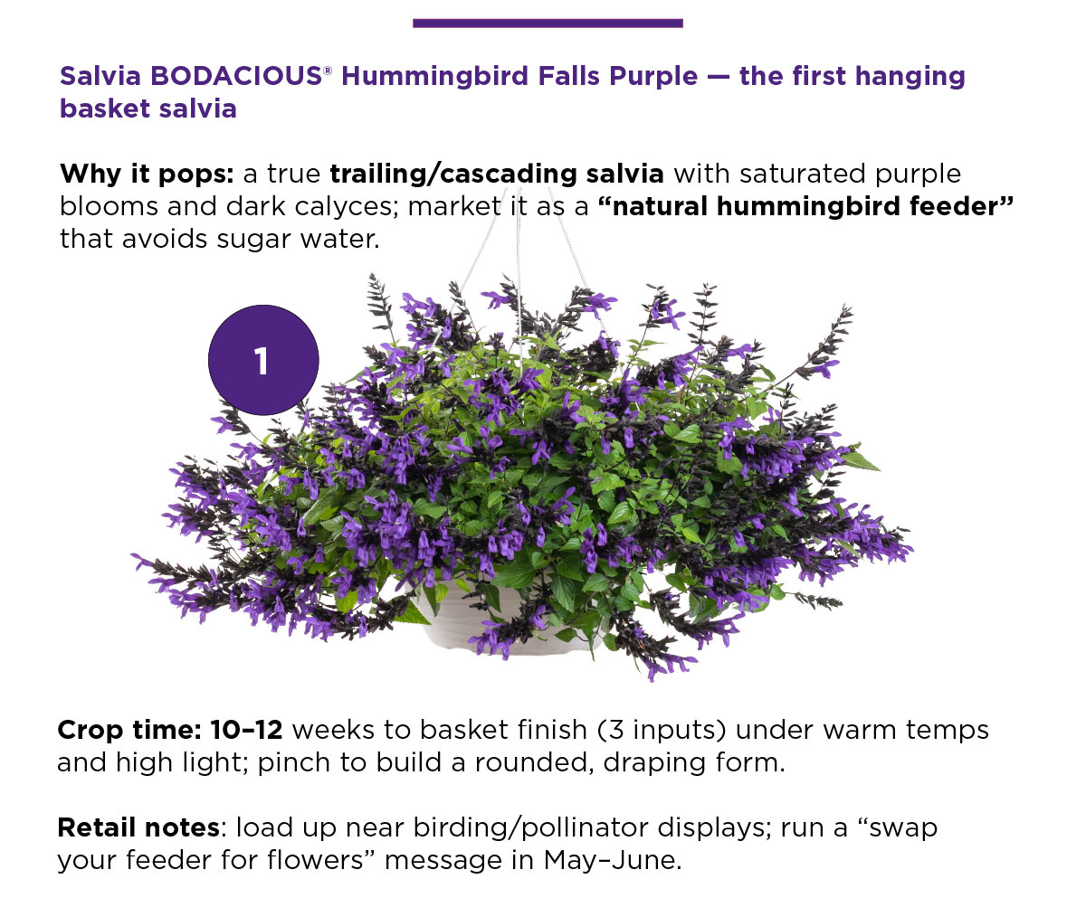 Salvia BODACIOUS® Hummingbird Falls Purple