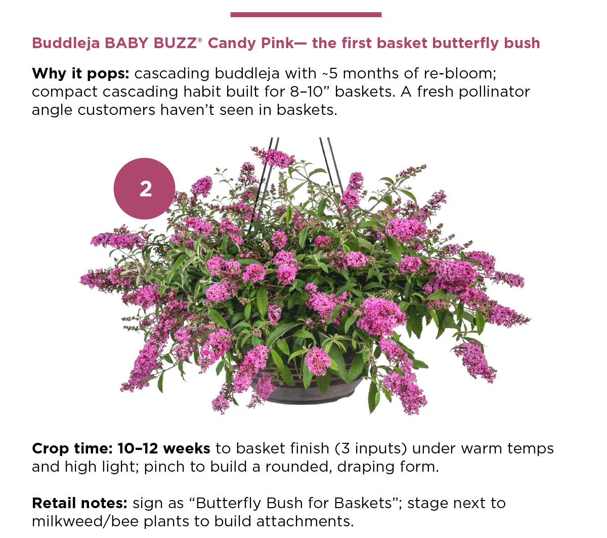 Buddleja BABY BUZZ® Candy Pink