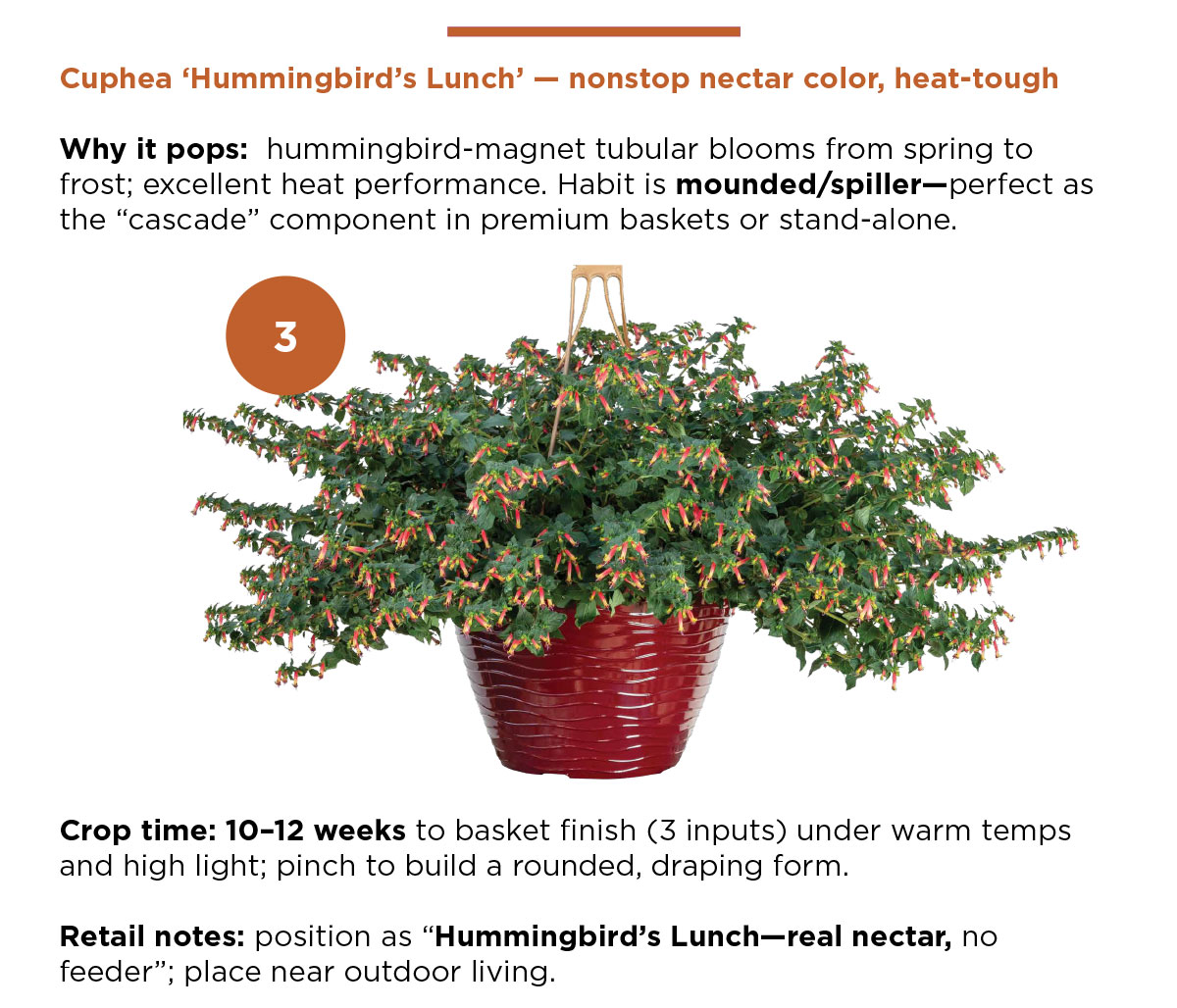 Cuphea Hummingbird’s Lunch