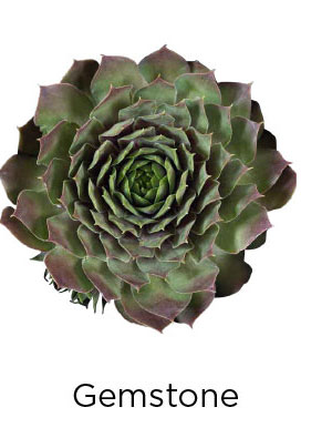 SUPERSEMPS Gemstone