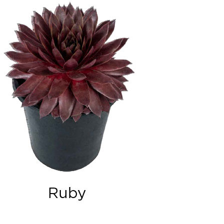 SUPERSEMPS Ruby