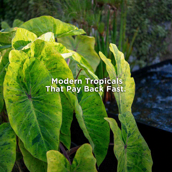 Modern Tropicals That Pay Back Fast