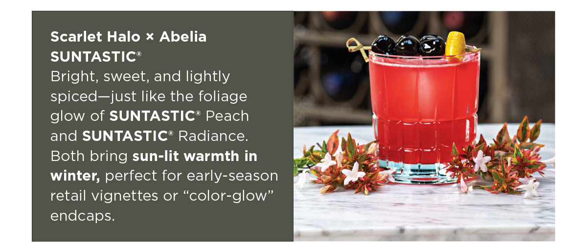 Scarlet Halo × Abelia SUNTASTIC®
